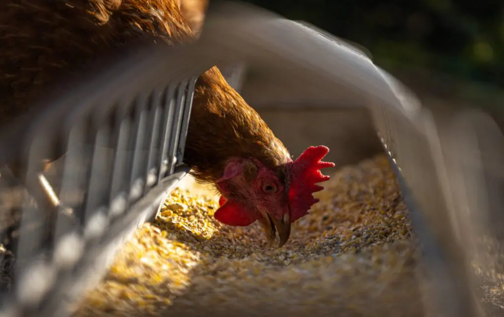 Biofermin 3 Huhn 2000 X 1260 Px 1