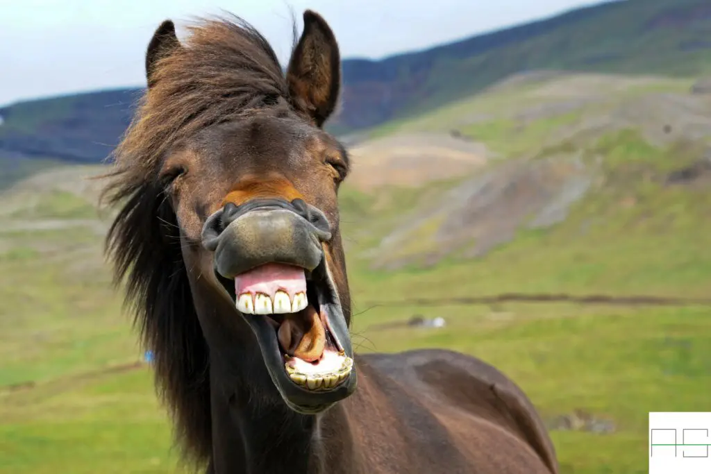 Salze 6 Pferd