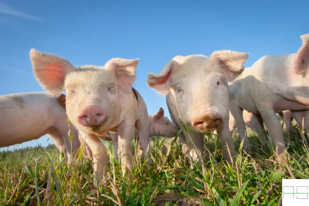 Salze 3 Schweine